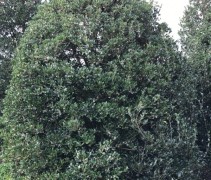 Osmanthus Burkwoodii