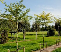 Vrije dakvormen Fagus sylvatica
