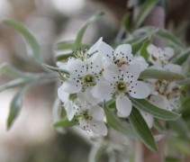 Wilgbladige peer, treurboom met bloemen