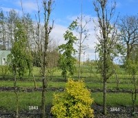Quercus warei 'Regal Prince' - Eik 'Regal Prince' - 3