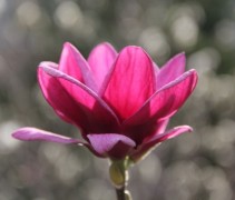 Magnolia Genie