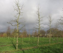Malus domestica 'Gravensteiner' hoogstam 40-50
