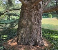 Cedrus libani 'Glauca' - Blauwe Ceder - 1