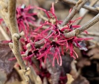 Hamamelis x intermedia 'Diane' - Toverhazelaar 'Diane' - 1