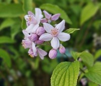 Deutzia hybrida 'Mont Rose' - Bruidsbloem 'Mont Rose' - 3