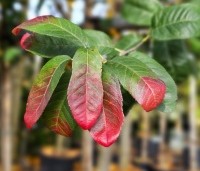 Amelanchier canadensis 'Rainbow Pillar' - Krentenboom 'Rainbow Pillar' - na zomerblad