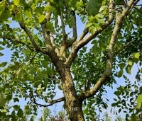 Maackia amurensis - Amur kurkboom - 3