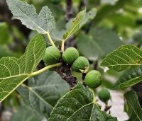 Ficus carica - Vijg - 2
