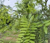 Gleditsia triacanthos 'Draves' - Valse Christusdoorn 'Draves' - 4