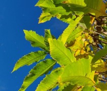 Castanea Sativa