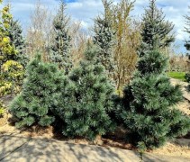 Pinus flexillis Vanderwolf's Pyramid