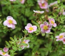 Potentilla Pink Queen