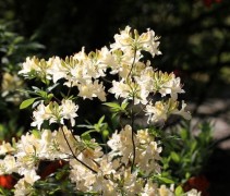 Rhododendron Davisii