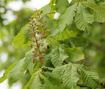 blad en bloem Aesculus carnea 