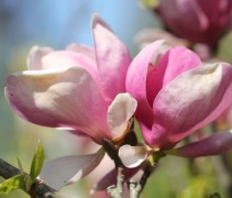 Magnolia Lennei met geopende bloemen