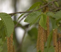 Ostrya carpinifolia blad