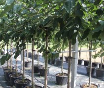 Prunus avium 'Regina'