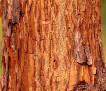 Acer griseum x nikoense