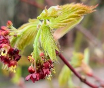 Acer japonica 'Vitifolium'