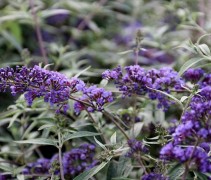 Vlinderstruik 'Nanho Purple' in bloei
