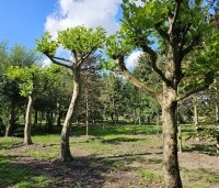 Platanus hispanica - Plataan - knotvormen op de kwekerij van THB in augustus 2025