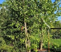 Ginkgo biloba - Japanse Notenboom - 4