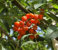 Sorbus aucuparia 'Edulis' - Meelbes - 2