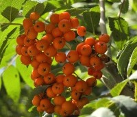 Sorbus aucuparia 'Edulis' - Meelbes - 3