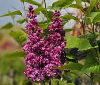 Syringa vulgaris 'Charles Joly' - Gewone syring - 2