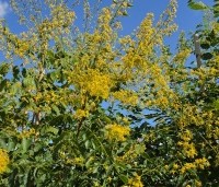 Koelreuteria paniculata - Chinese vernisboom - 2