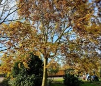 Zelkova serrata - Japanse Zelkova - 6