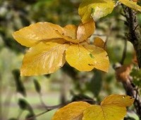 Fagus sylvatica 'Riversii' - Rode Beuk 'Riversii' - 2