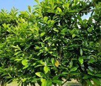 Prunus laurocerasus 'Novita' - Laurierkers - scherm 150x150 in mei