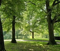 Tilia x europaea 'Pallida' - Koningslinde - 1