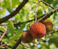 Arbutus unedo - Aardbeiboom - vruchten in september