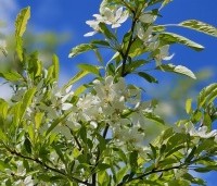 Malus toringo 'Brouwers Beauty' - Sierappel 'Brouwers Beauty' - 1