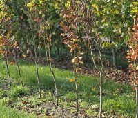 Fagus sylvatica 'Dawyck Gold' - Zuilbeuk - 125-150 cm