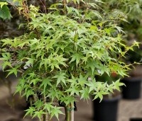 Acer palmatum - Japanse Esdoorn - halfstam