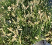 Pennisetum alopecuroides 'Little Bunny' - Lampenpoetsersgras 'Little Bunny' - 3