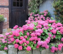 Bloem Hortensia 'Bouquet Rose' 