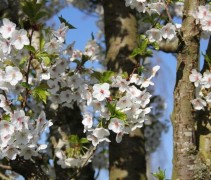 Bloesem Prunus Umineko