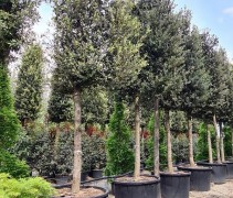 Quercus Ilex leischerm XXL