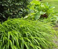 Hakonechloa macra 'Aureola' - Japans siergras 'Aureola' - 1