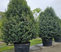 Prunus lusitanica 'Angustifolia' - Portugese laurier - 1