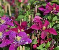 Clematis 'Niobe' - Bosrank 'Niobe' - 2