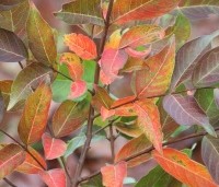Lagerstroemia 'Natchez' - Indische sering 'Natchez' - herfst