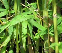Phyllostachys aurea