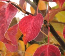Pyrus calleryana 'Chanticleer' herfstkleur bij nachtvorst