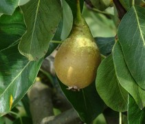 Pyrus communis 'Charneux de Legipont'