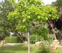 Trompetboom met vers blad in het voorjaar